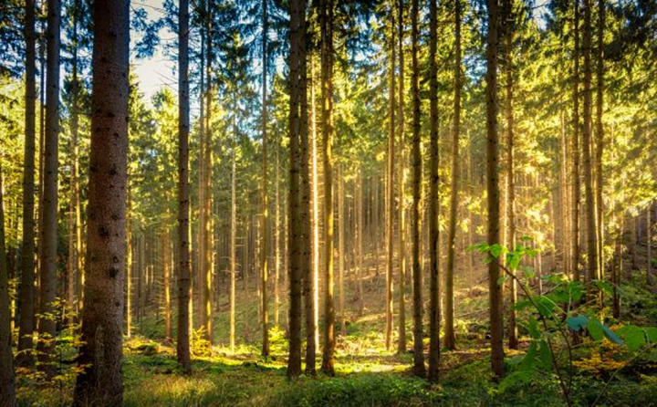 如果環(huán)境氣候破壞事件持續(xù)的增加，那么這些外部因素將導(dǎo)致對顆粒燃料的更高需求