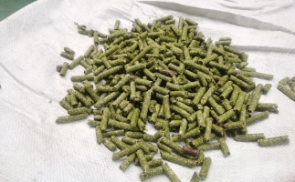 鋸末顆粒一噸能賺多少？顆粒機廠家給你算了一筆賬