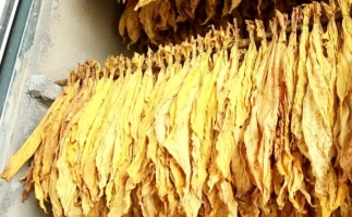 木屑顆粒燃料烘烤煙葉可以嗎？